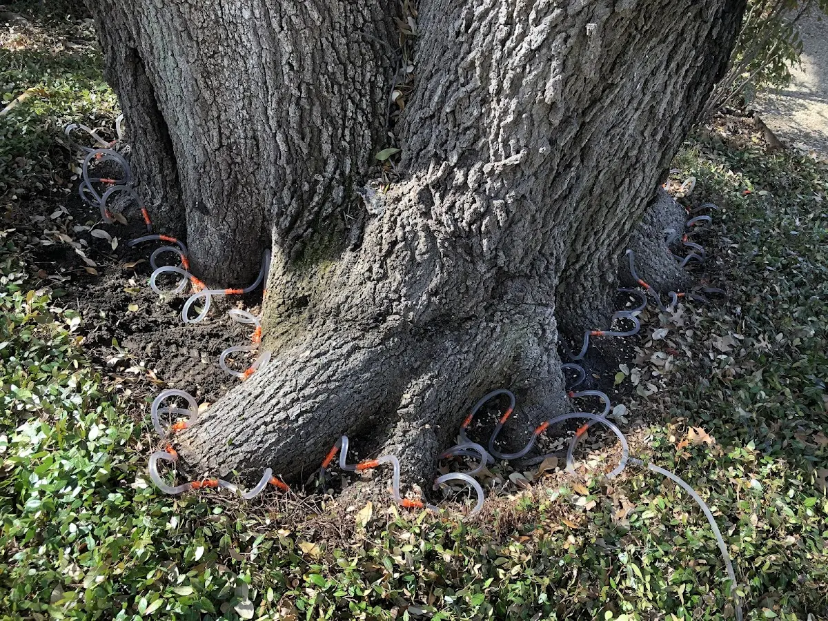Detailed Tree Cabling and Bracing job site in Wayne